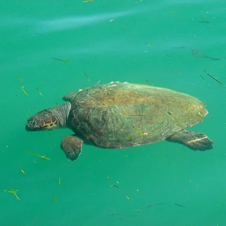 Superb With Private Pool Peaceful Location 사미