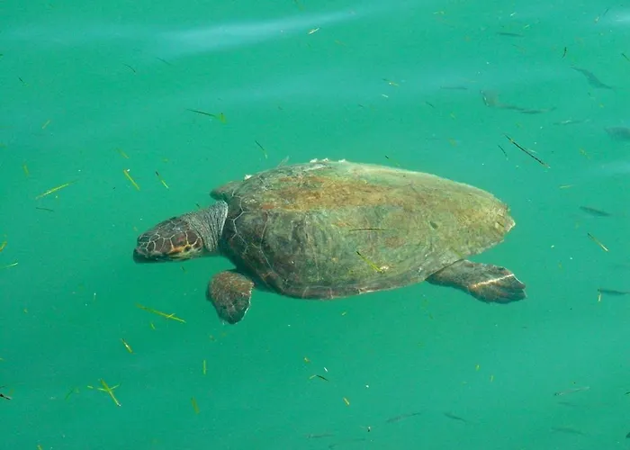 Superb With Private Pool Peaceful Location Сами